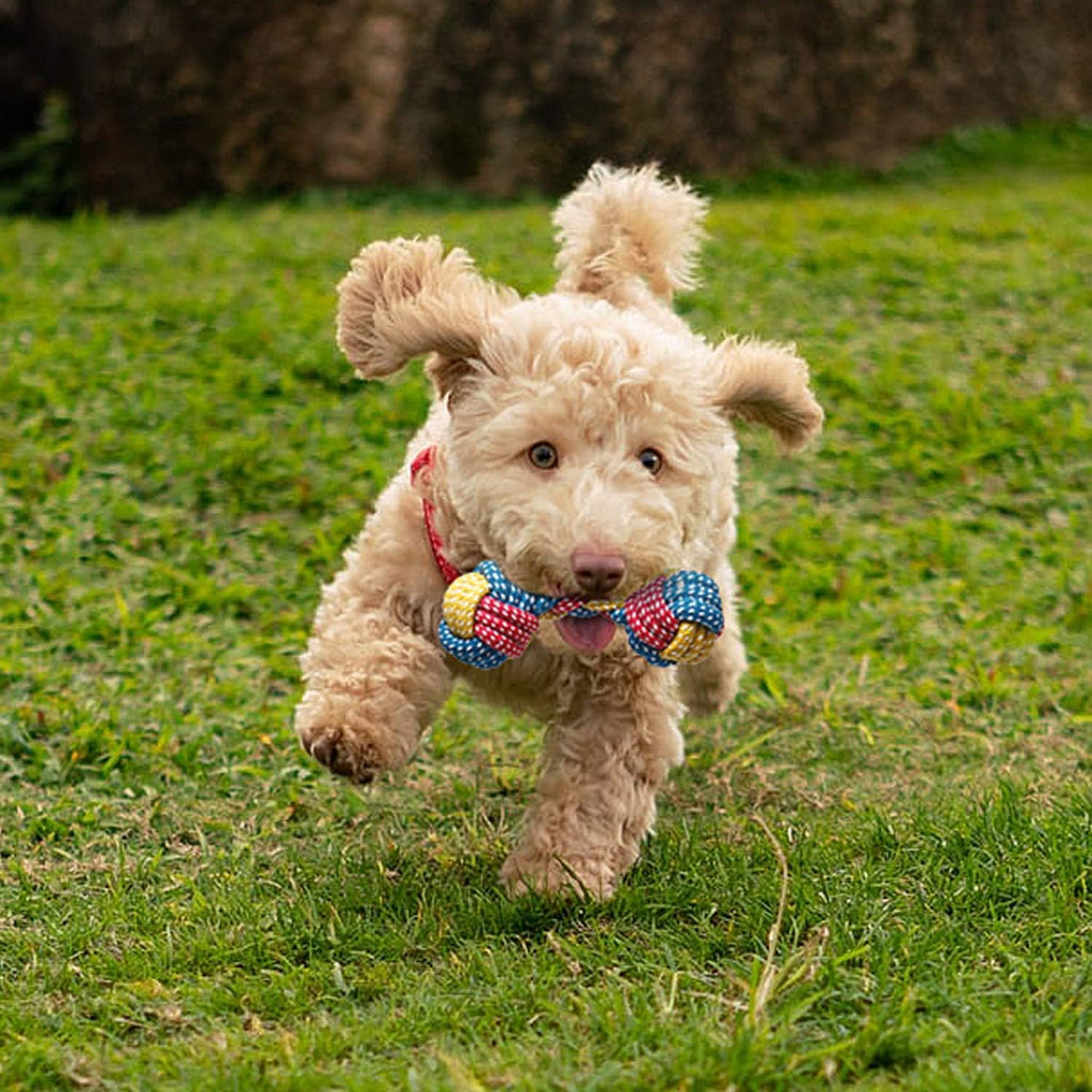 7-Piece Small Dog Toy Collection: Durable Chew Toys, Puppy Teething Ropes, and Squeaky Calf Toys - Non-Toxic and Safe